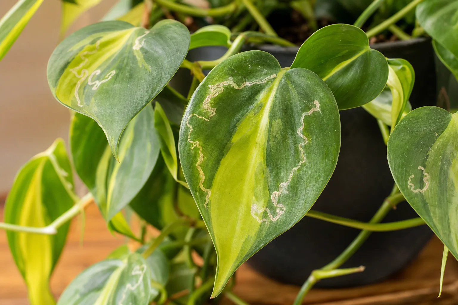 Leaf Miners on Philodendron Brasil - visible symptom on the plant