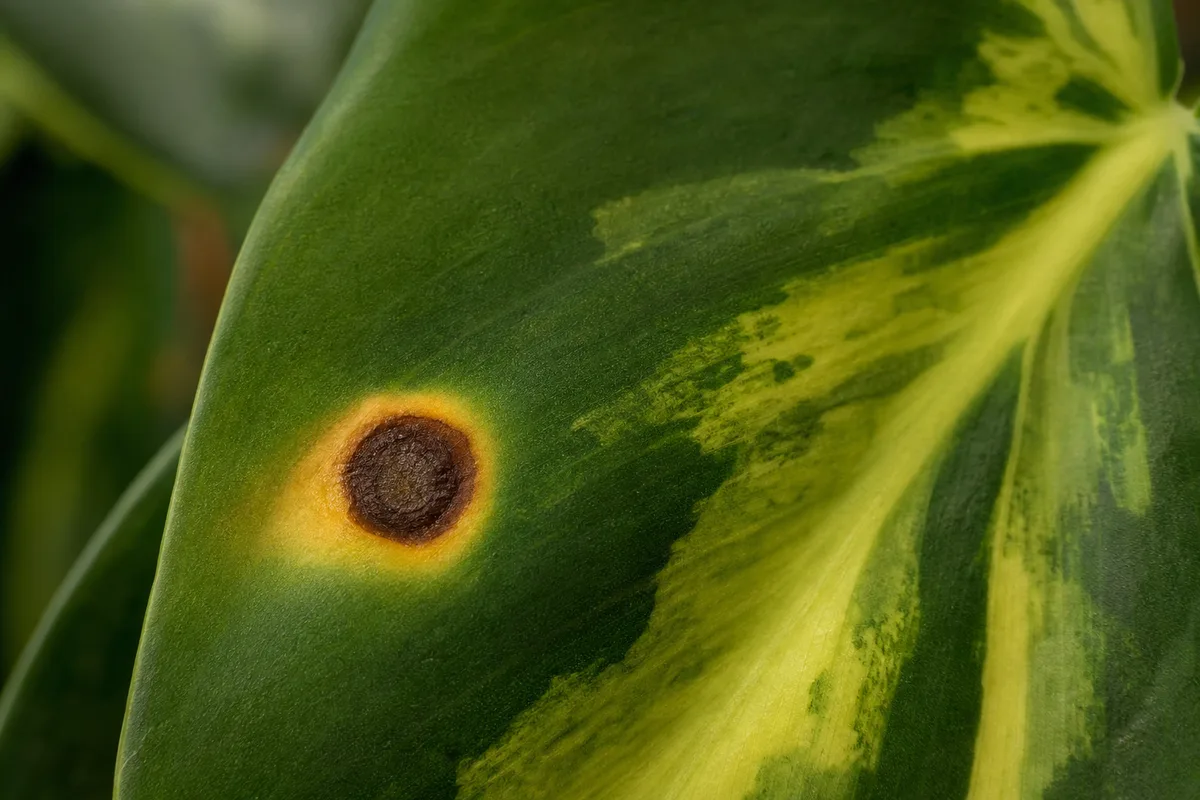 Close-up of Leaf Spot Disease on Philodendron Brasil - diagnostic detail
