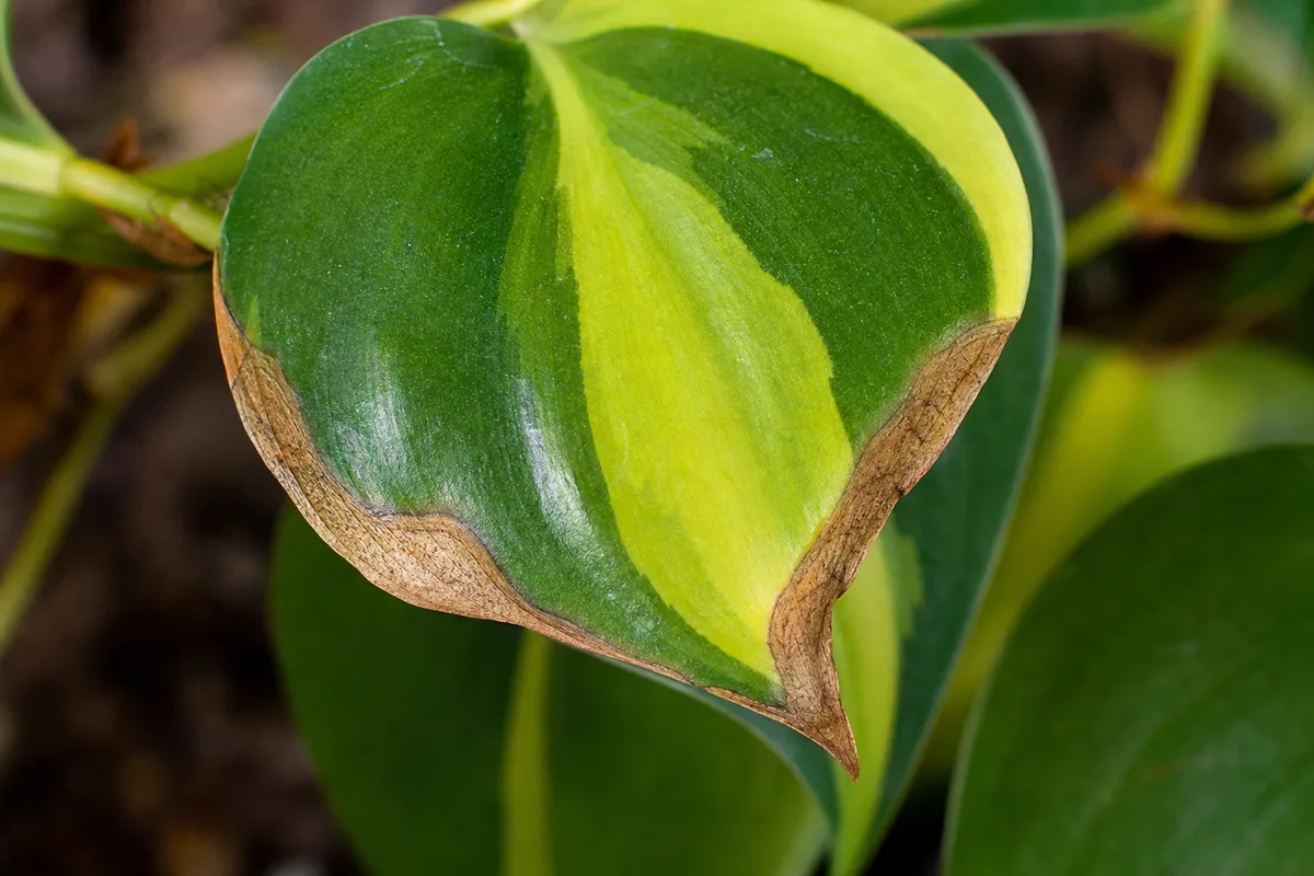 Close-up of Low Humidity on Philodendron Brasil - diagnostic detail