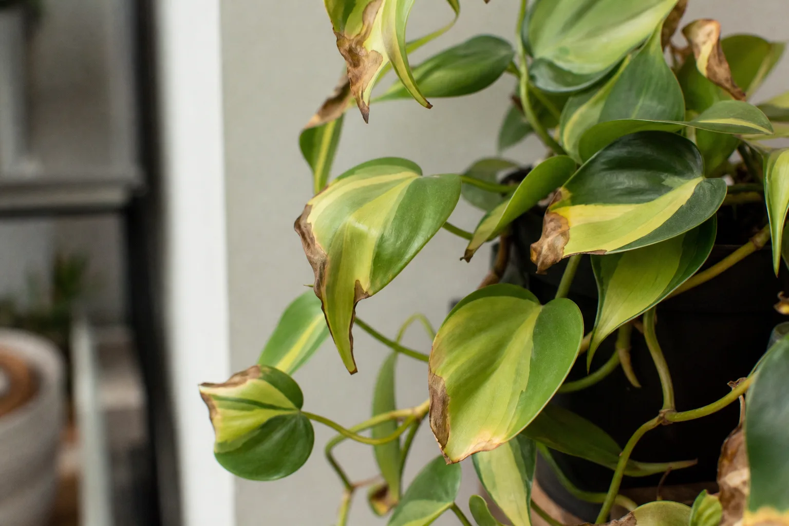 Low Humidity on Philodendron Brasil - visible symptom on the plant