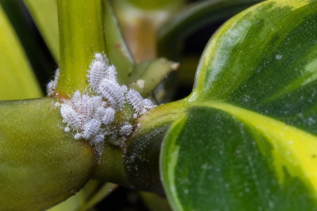 Close-up of Mealybugs on Philodendron Brasil - diagnostic detail