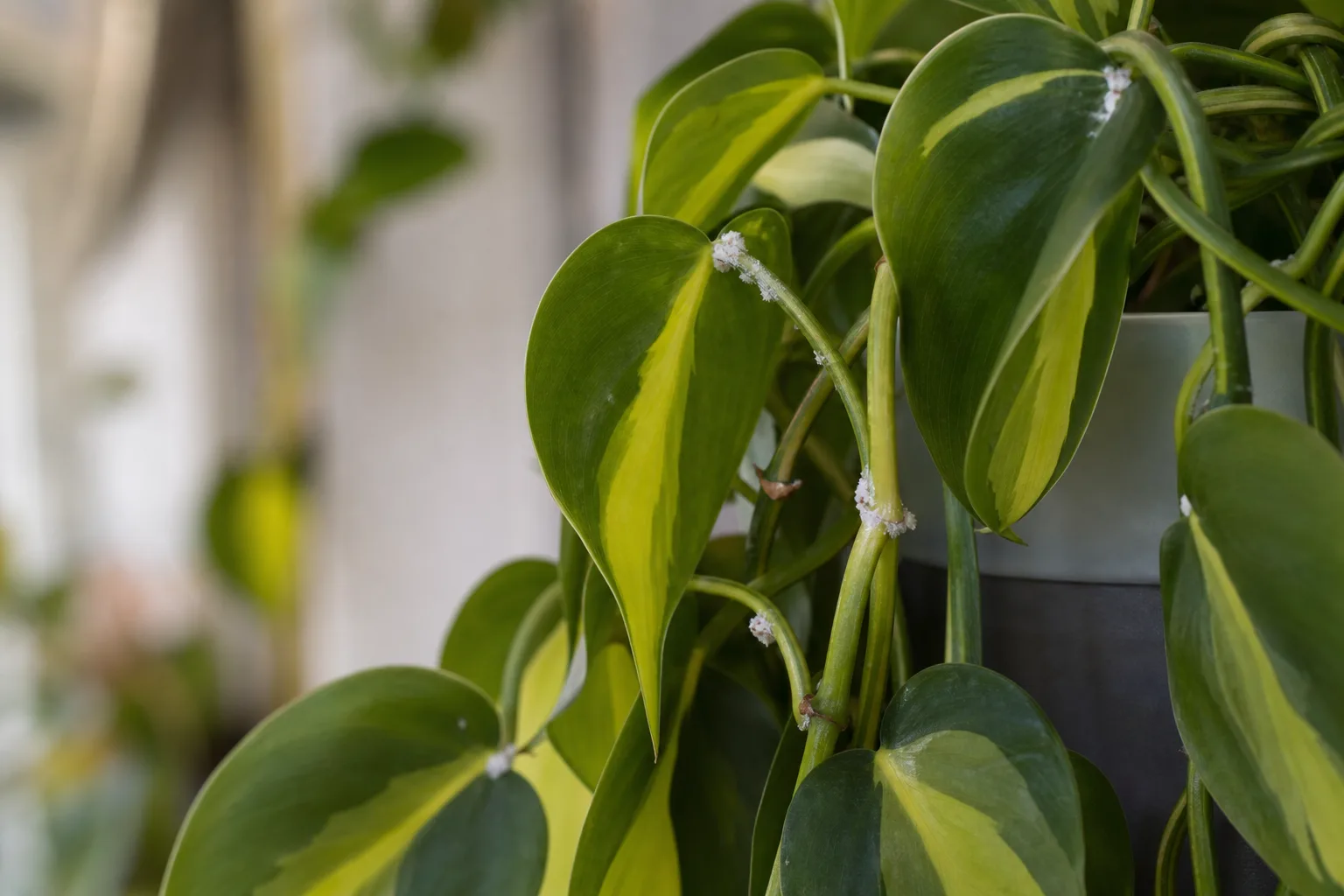 Mealybugs on Philodendron Brasil - visible symptom on the plant
