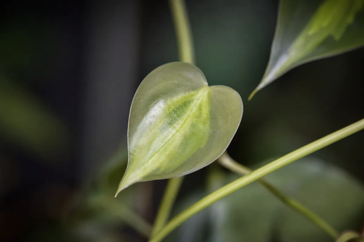 Close-up of Not Enough Light on Philodendron Brasil - diagnostic detail