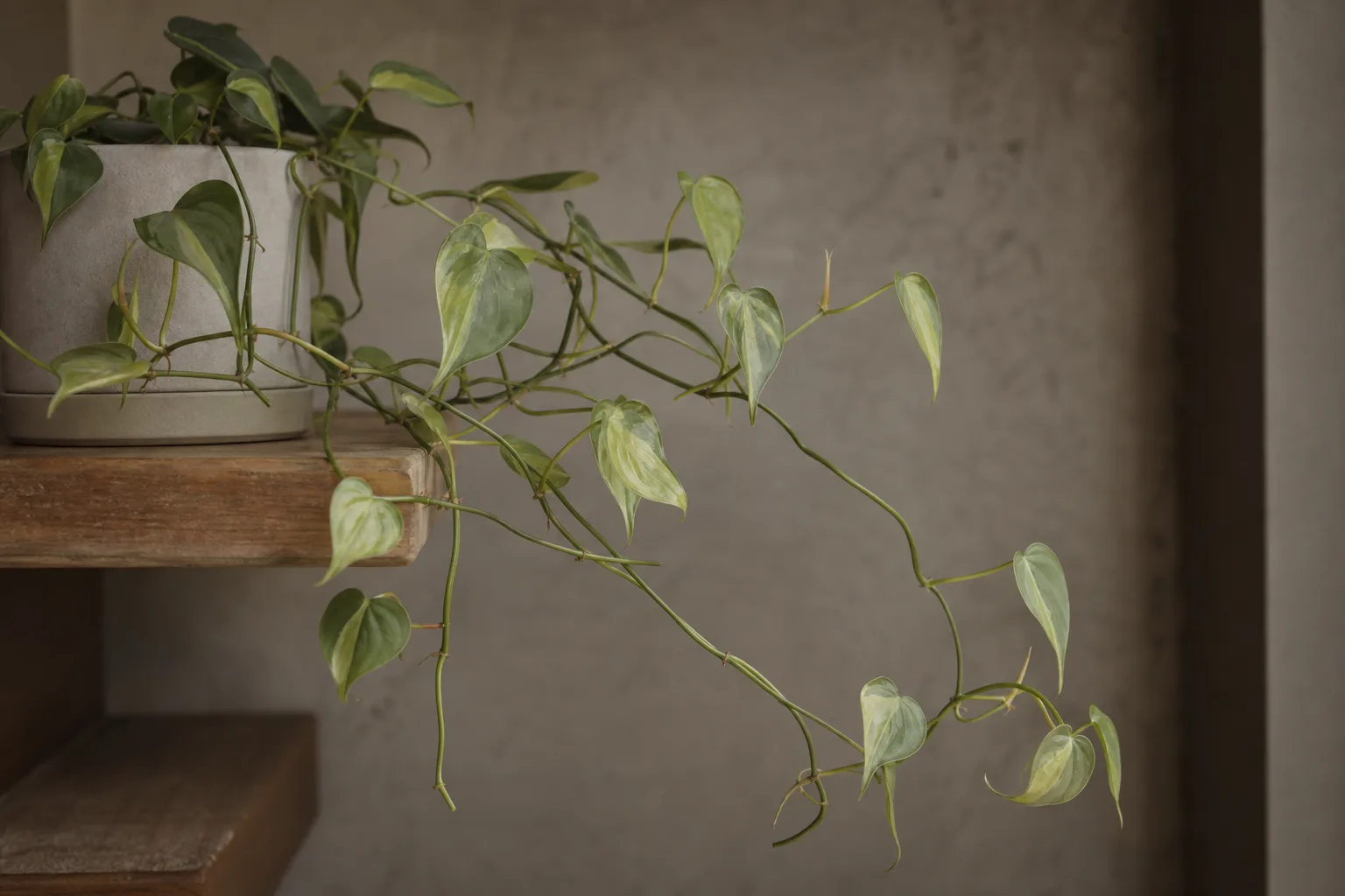 Not Enough Light on Philodendron Brasil - visible symptom on the plant