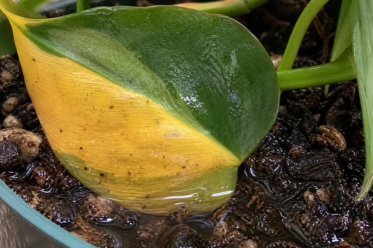 Close-up of Overwatering on Philodendron Brasil - diagnostic detail