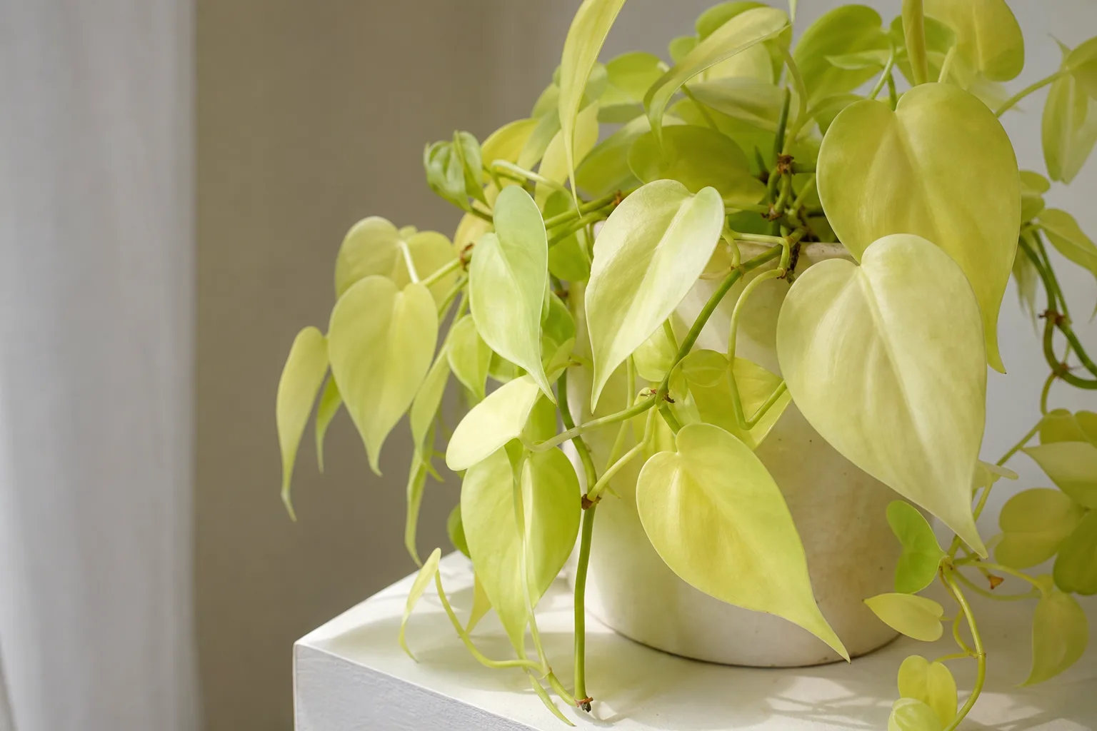 Pale Leaves on Philodendron Brasil - visible symptom on the plant