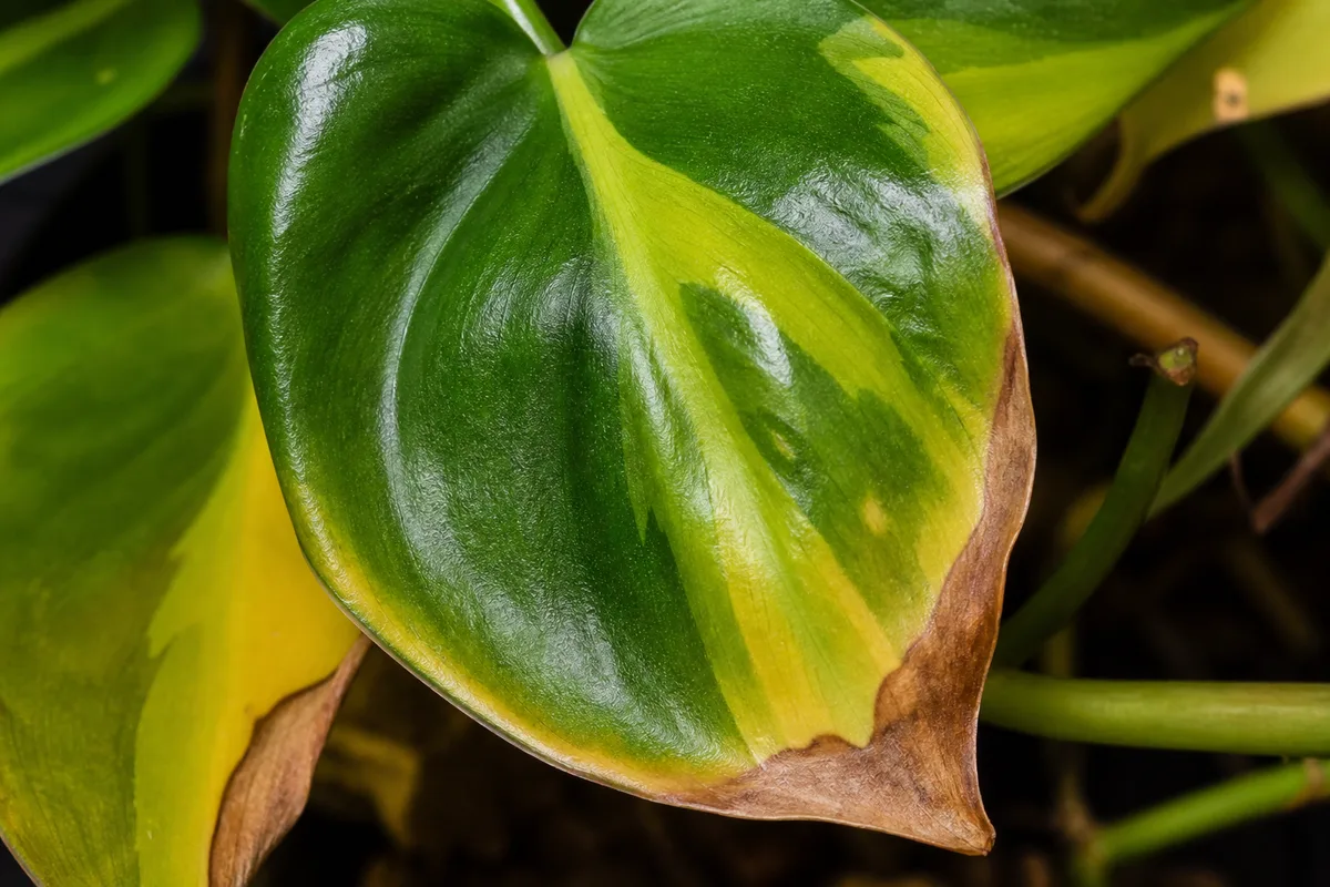 Close-up of Potassium Deficiency on Philodendron Brasil - diagnostic detail