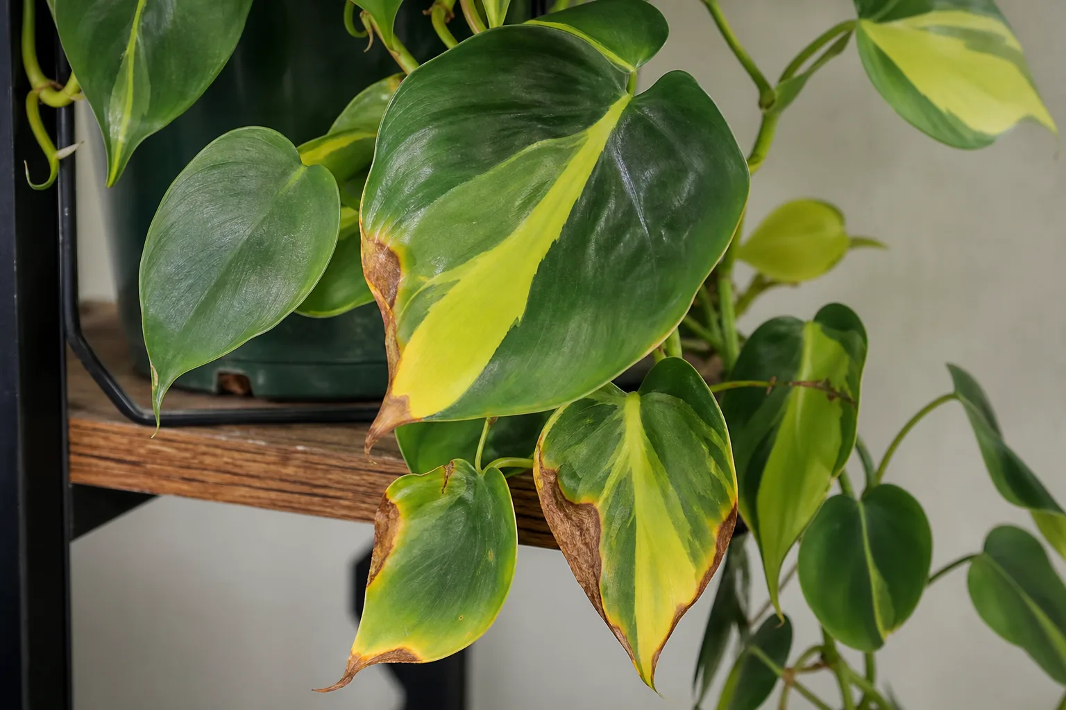 Potassium Deficiency on Philodendron Brasil - visible symptom on the plant