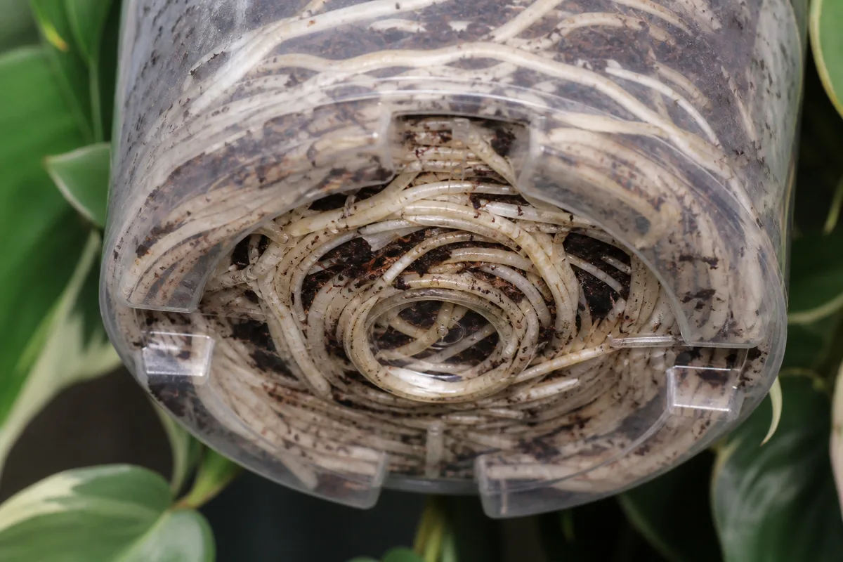 Close-up of Root Bound on Philodendron Brasil - diagnostic detail