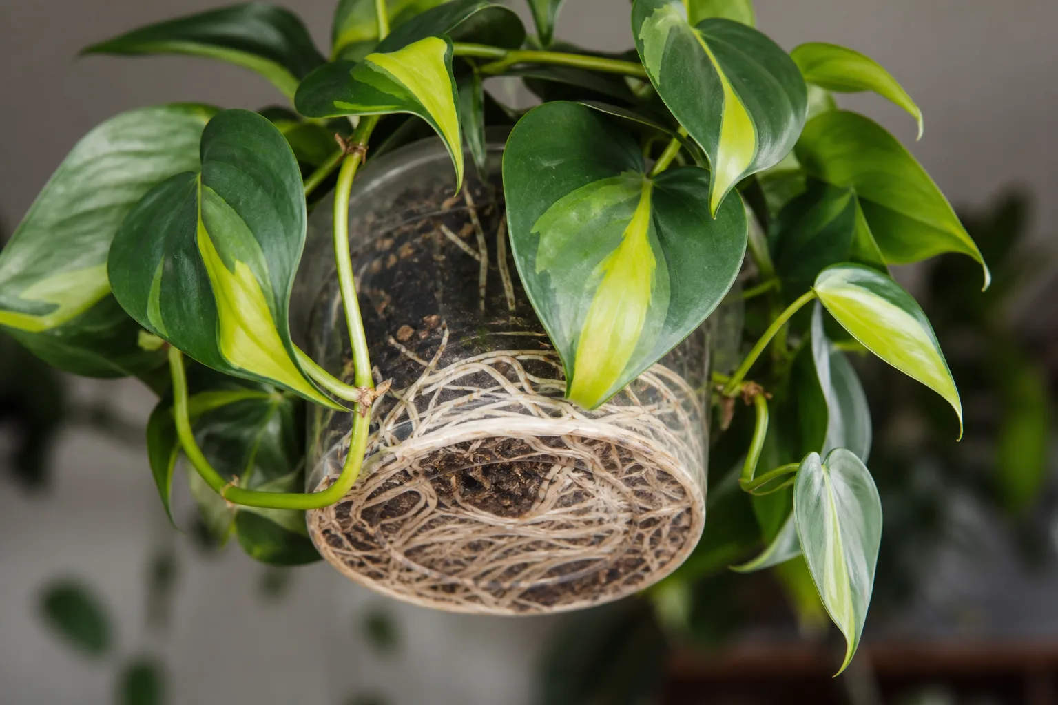 Root Bound on Philodendron Brasil - visible symptom on the plant