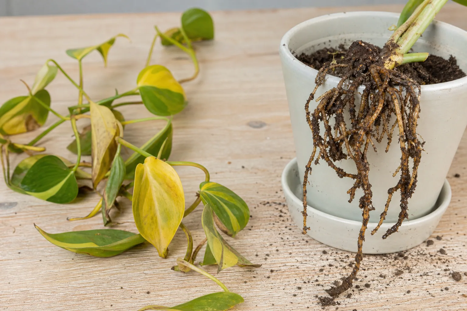 Root Rot on Philodendron Brasil - visible symptom on the plant