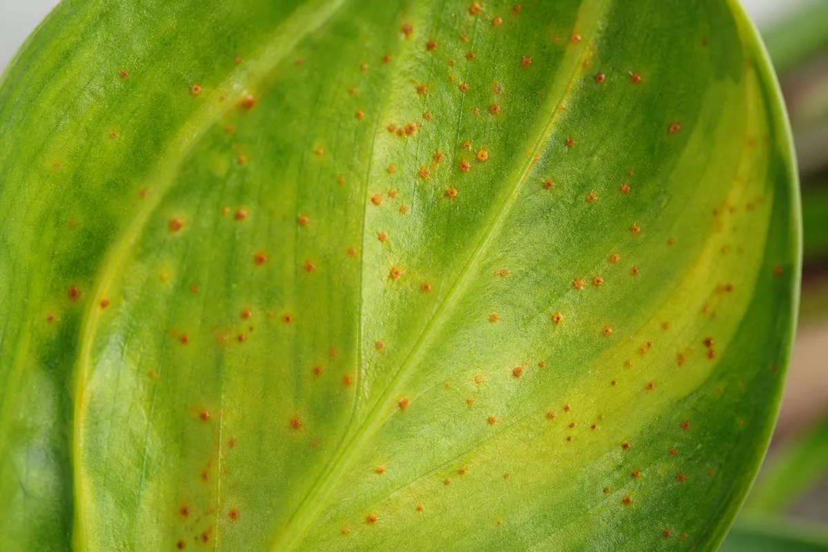 Close-up of Rust Disease on Philodendron Brasil - diagnostic detail