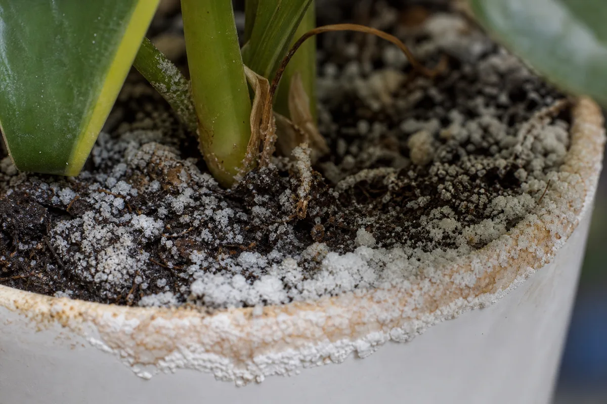 Close-up of Salt Build-up on Philodendron Brasil - diagnostic detail