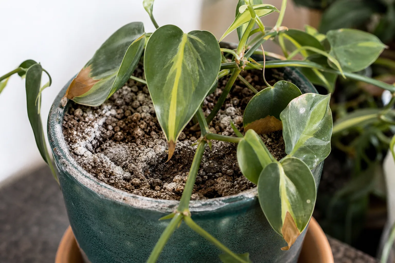 Salt Build-up on Philodendron Brasil - visible symptom on the plant