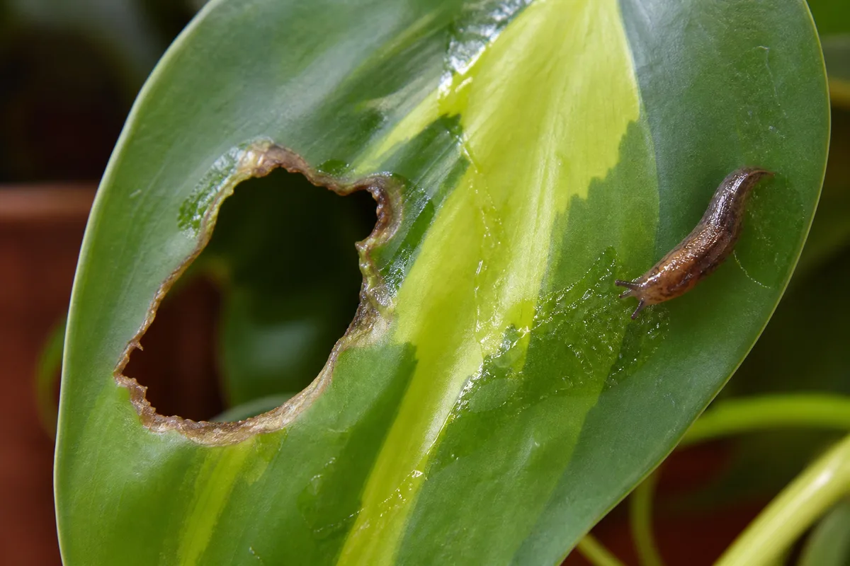 Close-up of Slugs and Snails on Philodendron Brasil - diagnostic detail