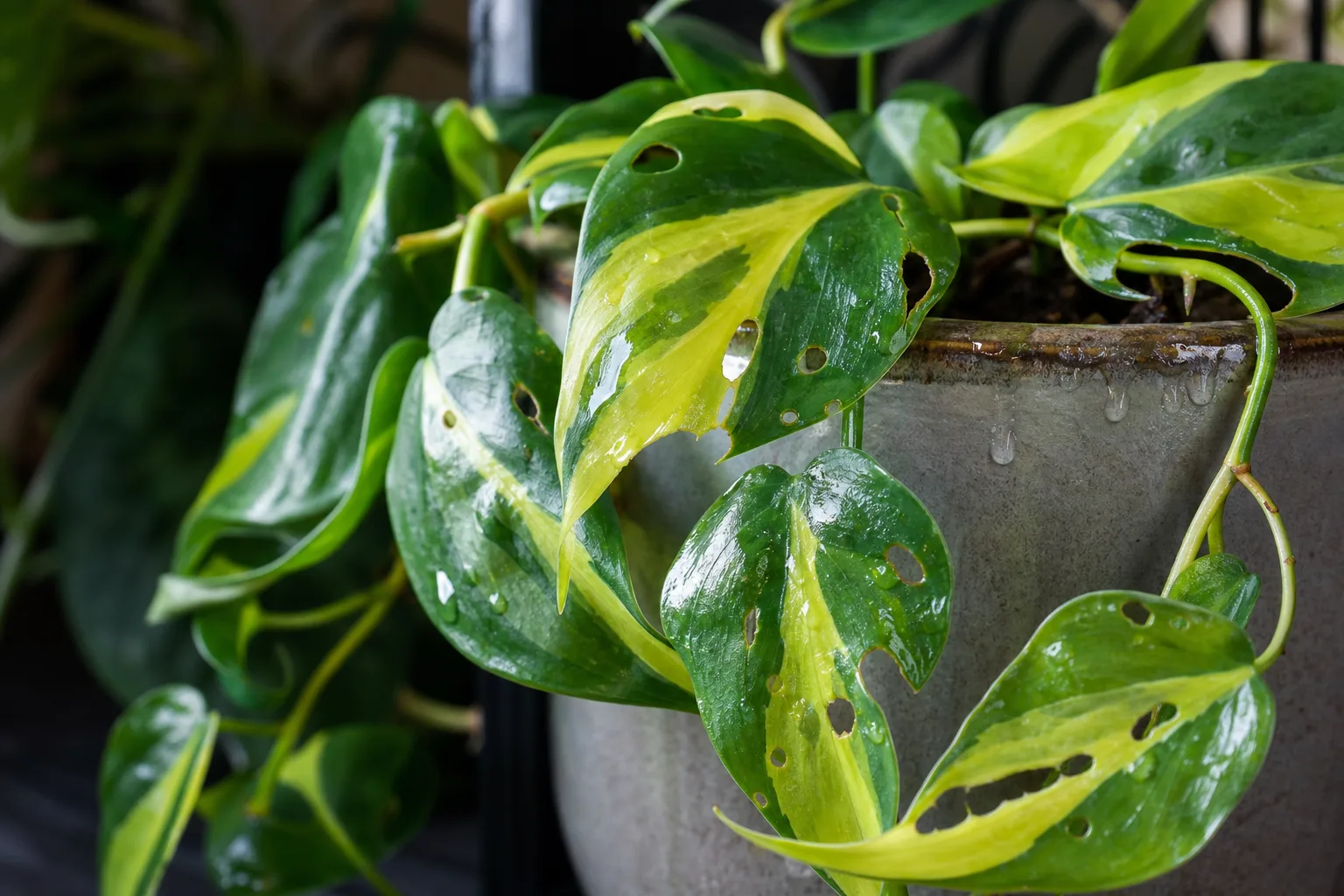 Slugs and Snails on Philodendron Brasil - visible symptom on the plant