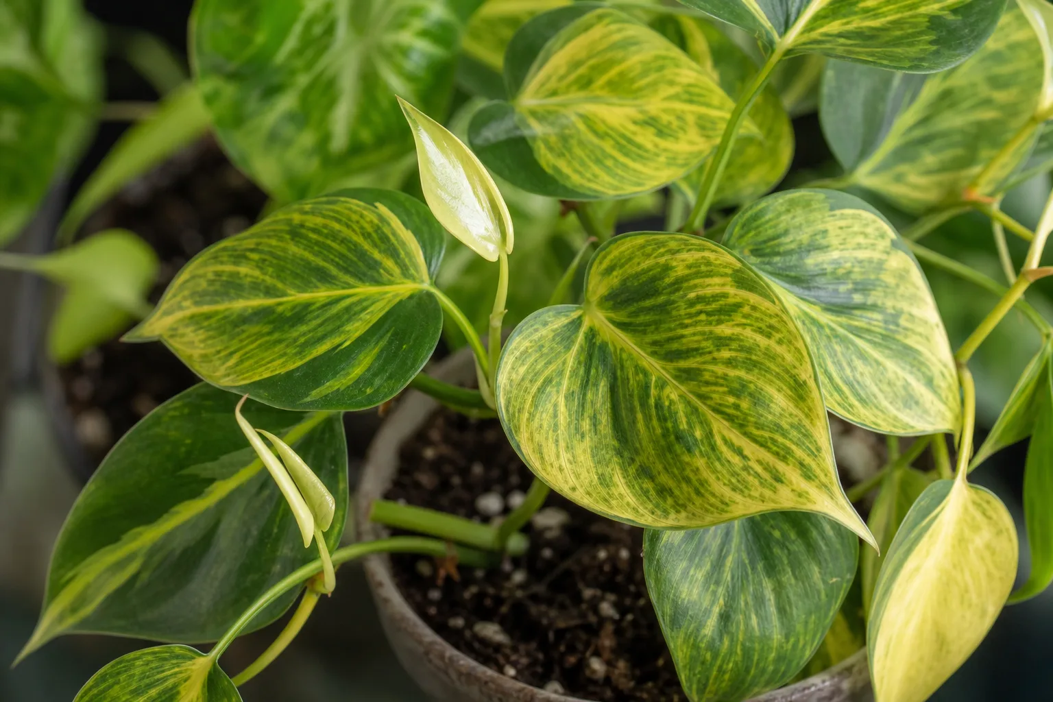 Soil Too Acidic on Philodendron Brasil - visible symptom on the plant