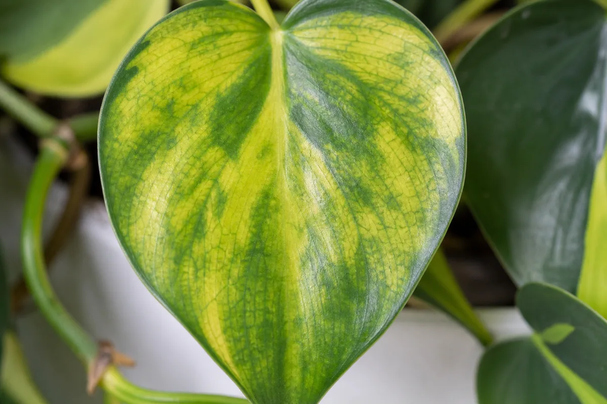 Close-up of Soil Too Alkaline on Philodendron Brasil - diagnostic detail