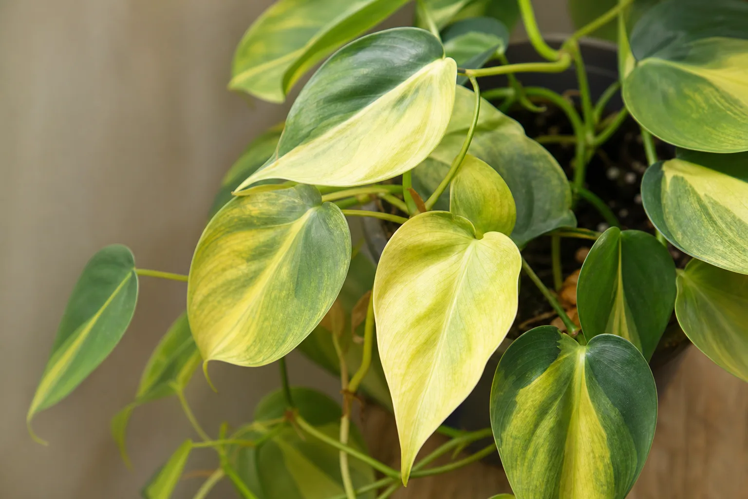 Soil Too Alkaline on Philodendron Brasil - visible symptom on the plant