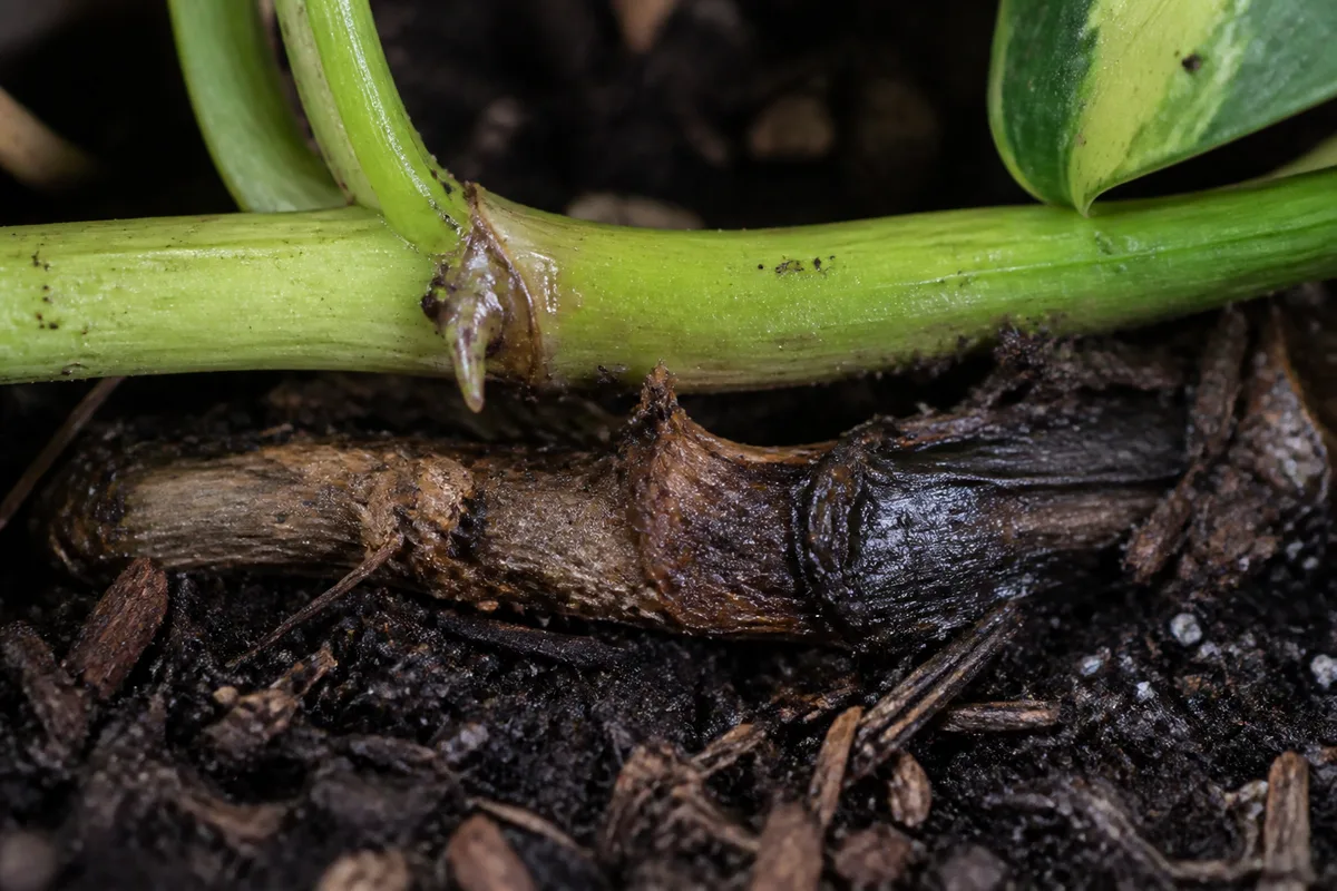 Close-up of Stem Rot on Philodendron Brasil - diagnostic detail