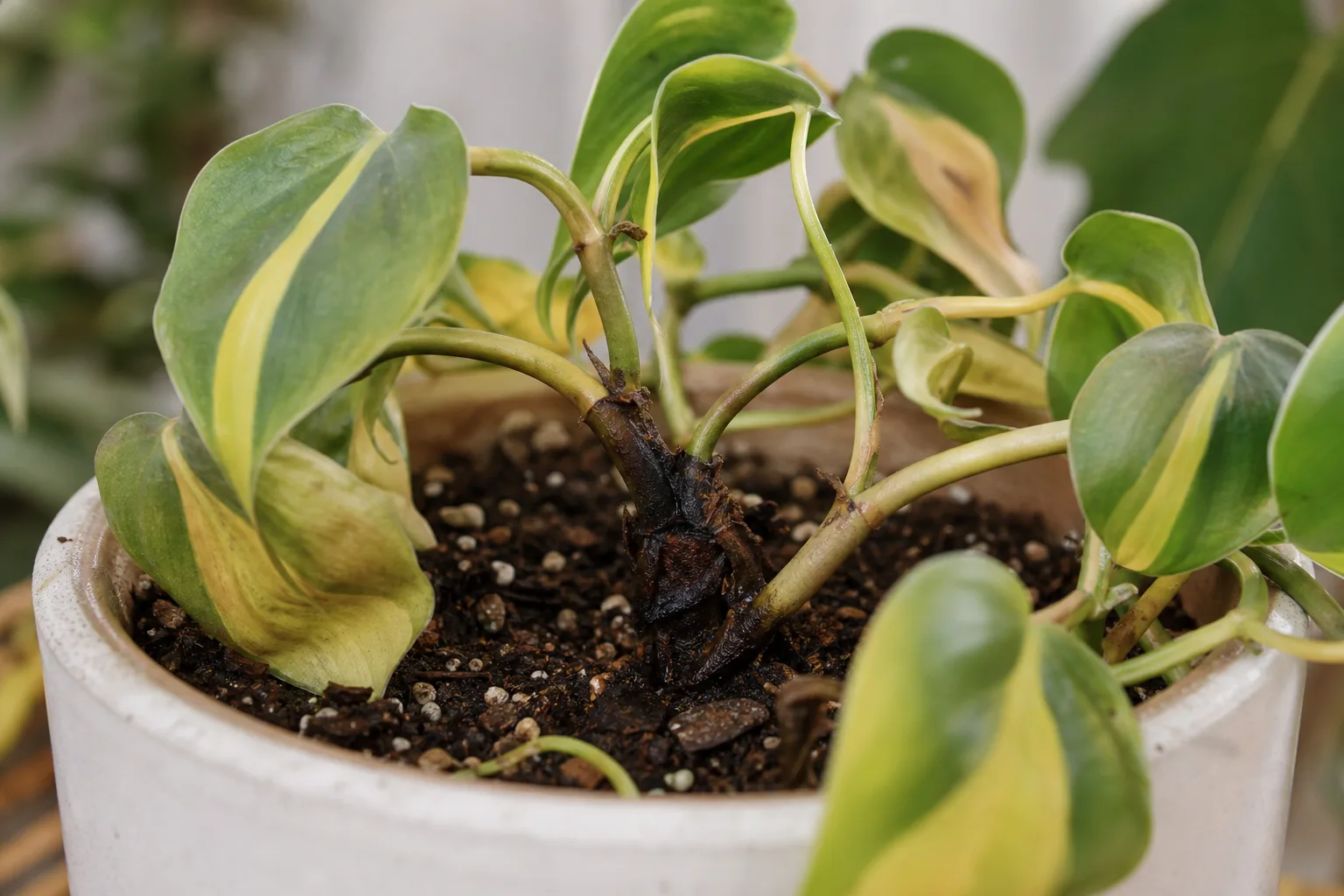 Stem Rot on Philodendron Brasil - visible symptom on the plant