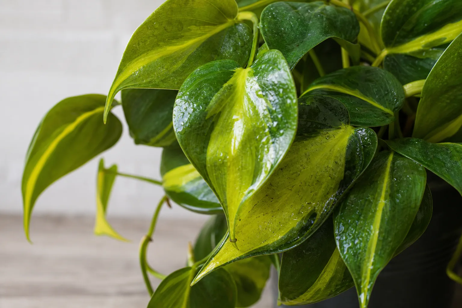 Sticky Leaves on Philodendron Brasil - visible symptom on the plant