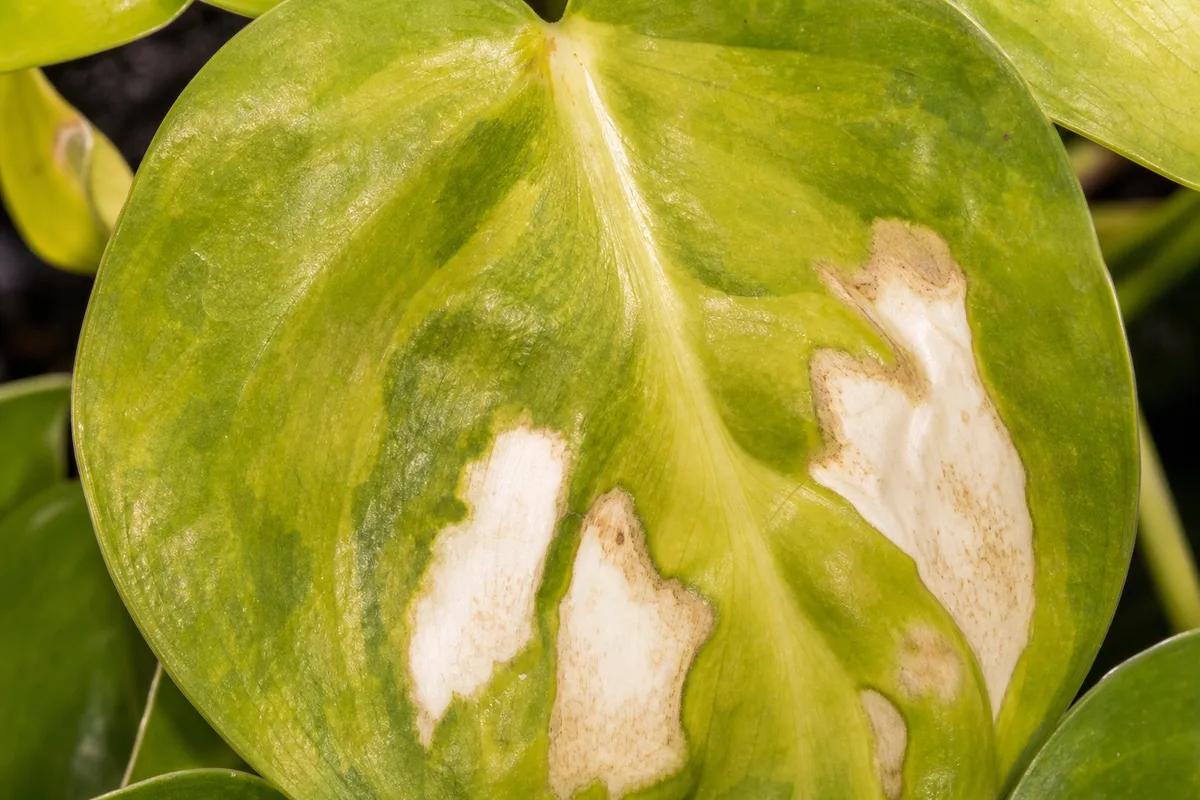 Close-up of Sunburn / Scorched Leaves on Philodendron Brasil - diagnostic detail