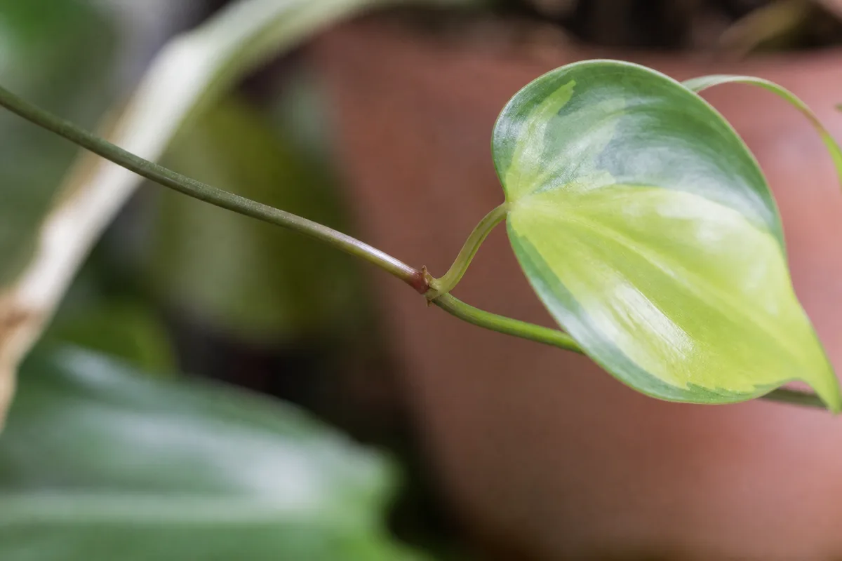 Close-up of Thin Stems on Philodendron Brasil - diagnostic detail