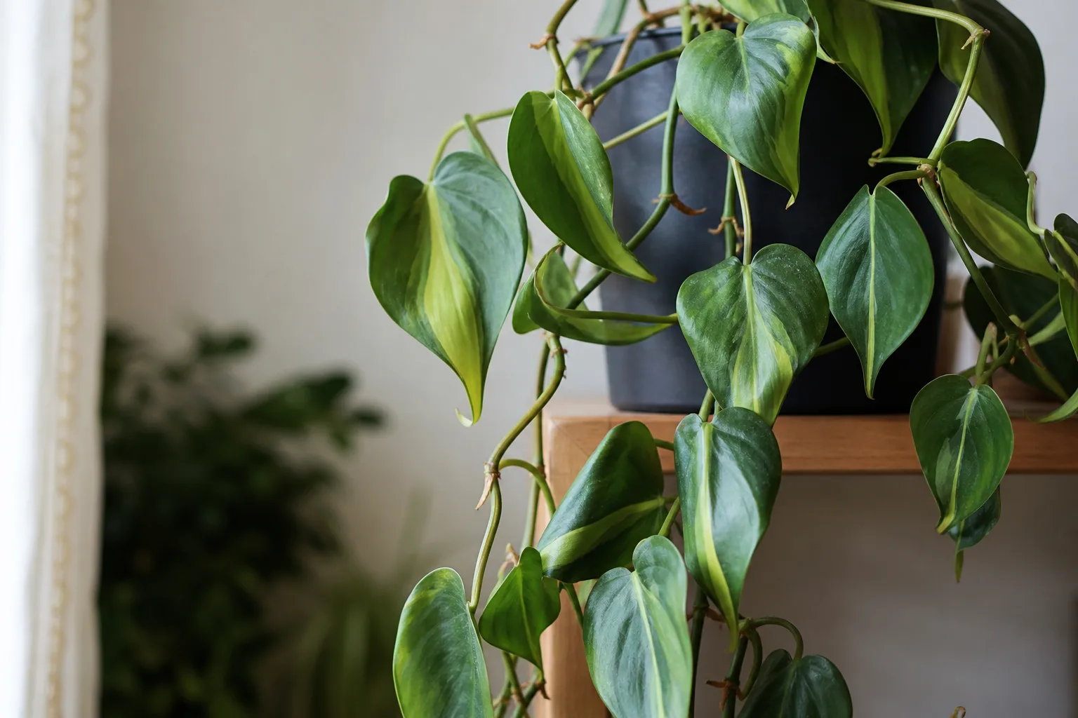 Wilting on Philodendron Brasil - visible symptom on the plant