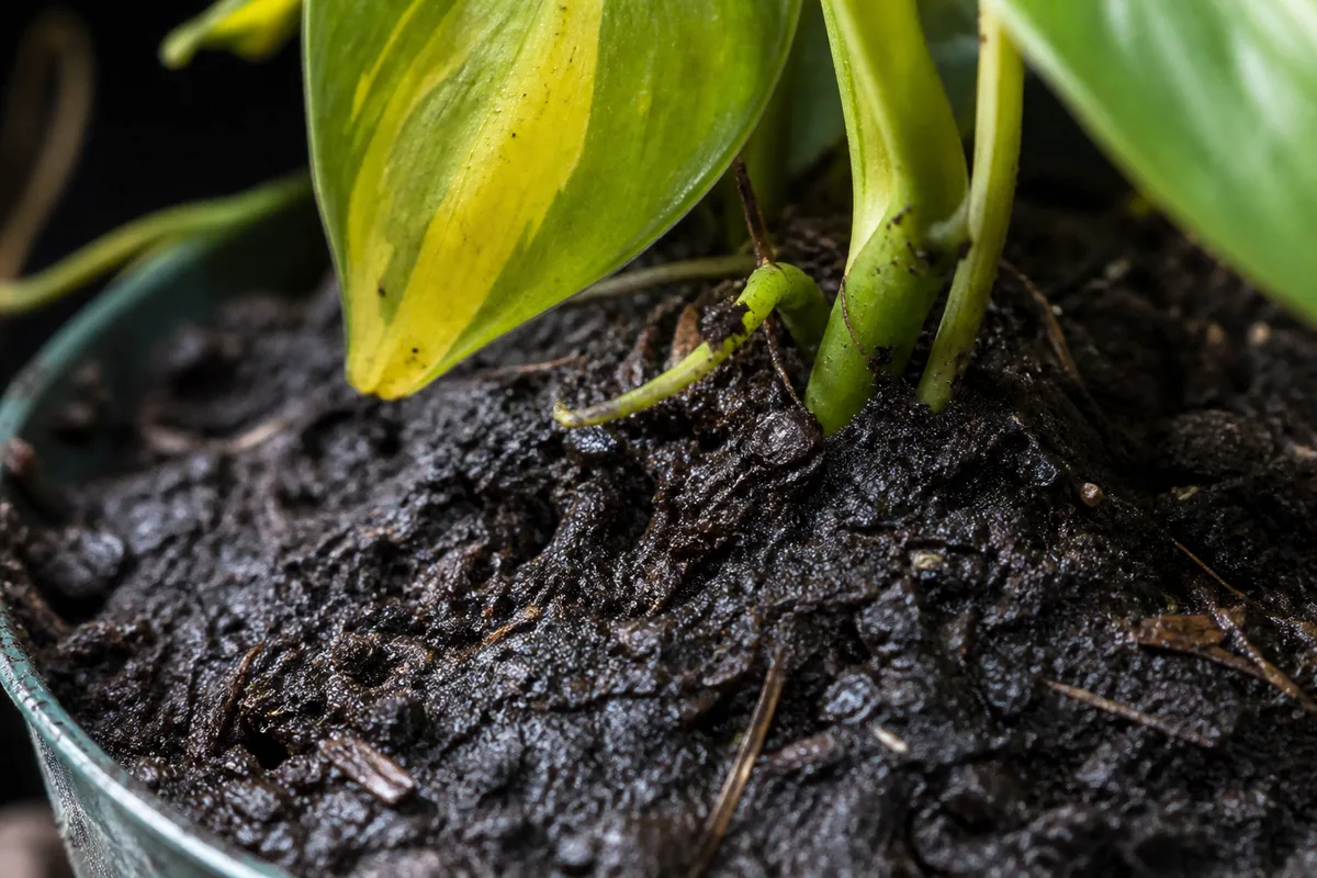 Close-up of Wrong Soil Mix on Philodendron Brasil - diagnostic detail