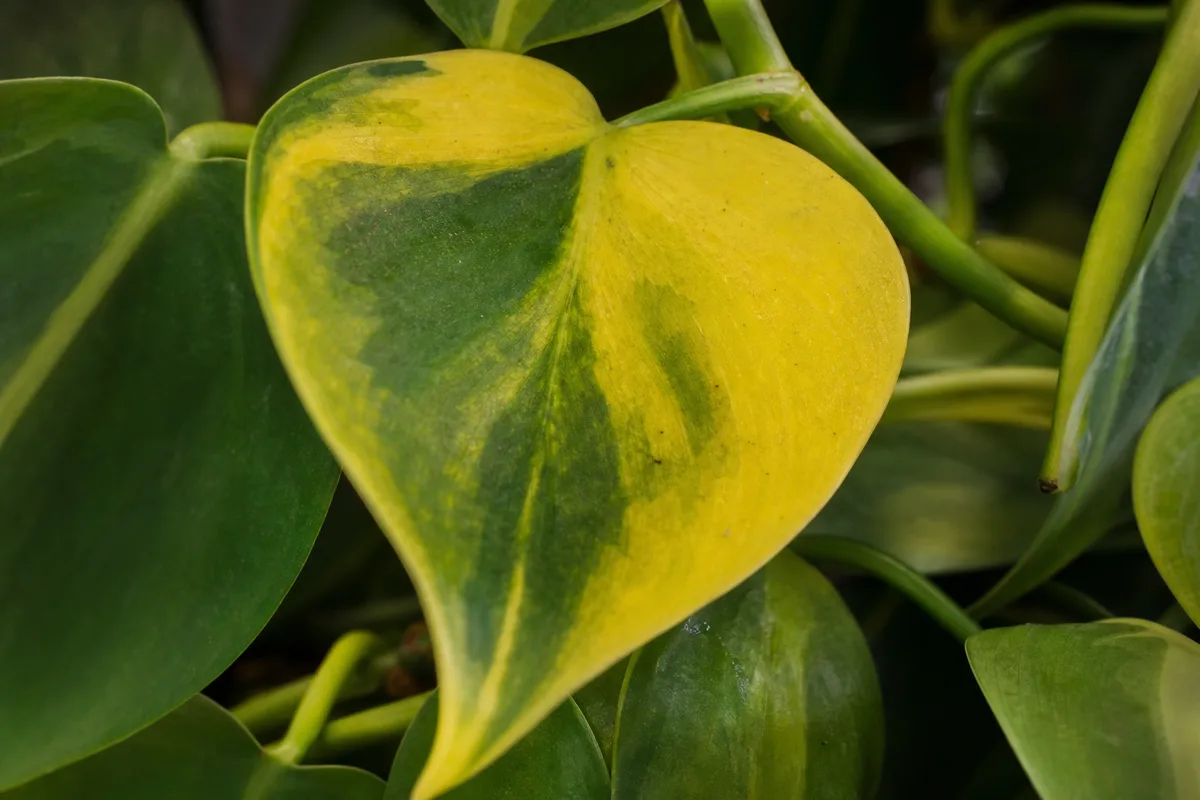 Close-up of Yellow Leaves on Philodendron Brasil - diagnostic detail
