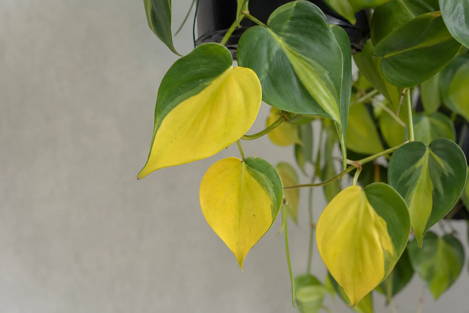 Yellow Leaves on Philodendron Brasil - visible symptom on the plant