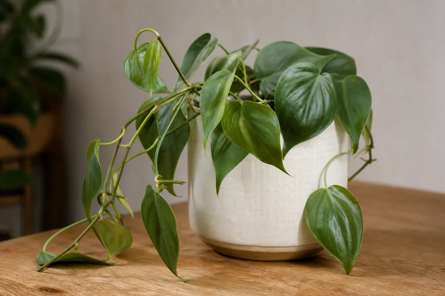 Drooping Leaves on Heartleaf Philodendron - visible symptom on the plant