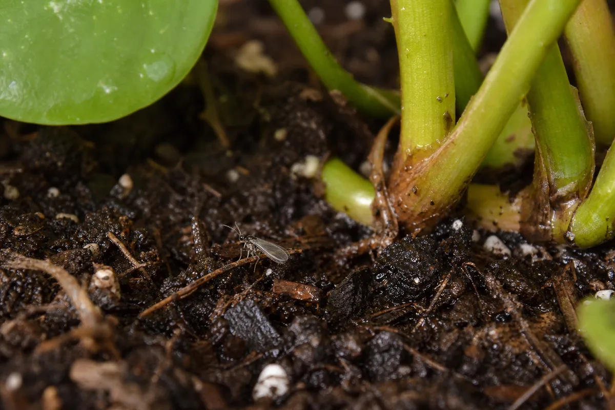 Close-up of Fungus Gnats on Heartleaf Philodendron - diagnostic detail