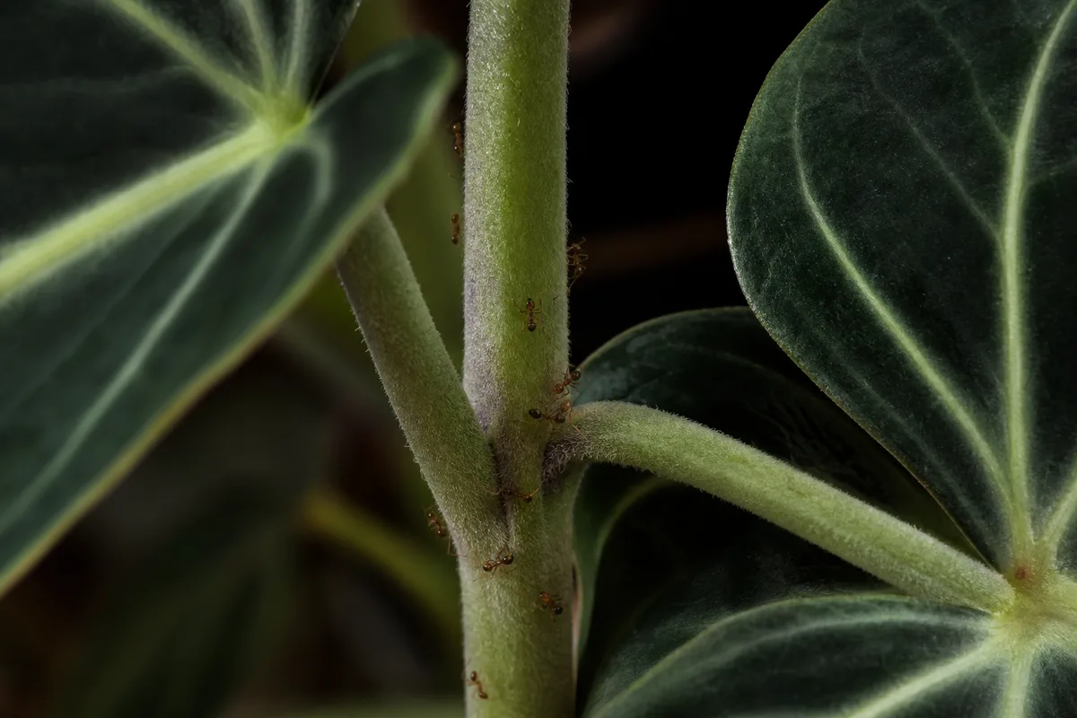 Close-up of Ants on Plant on Philodendron Gloriosum - diagnostic detail
