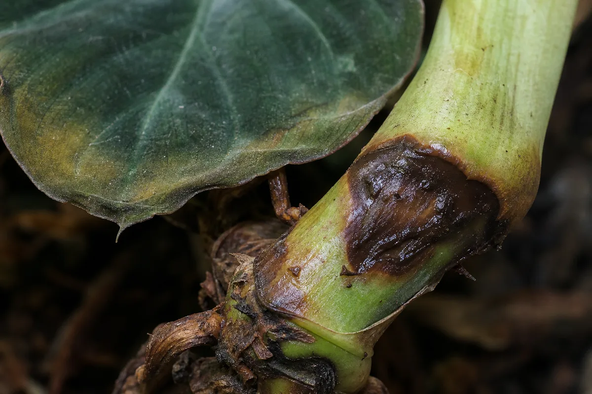 Close-up of Bacterial Wilt on Philodendron Gloriosum - diagnostic detail
