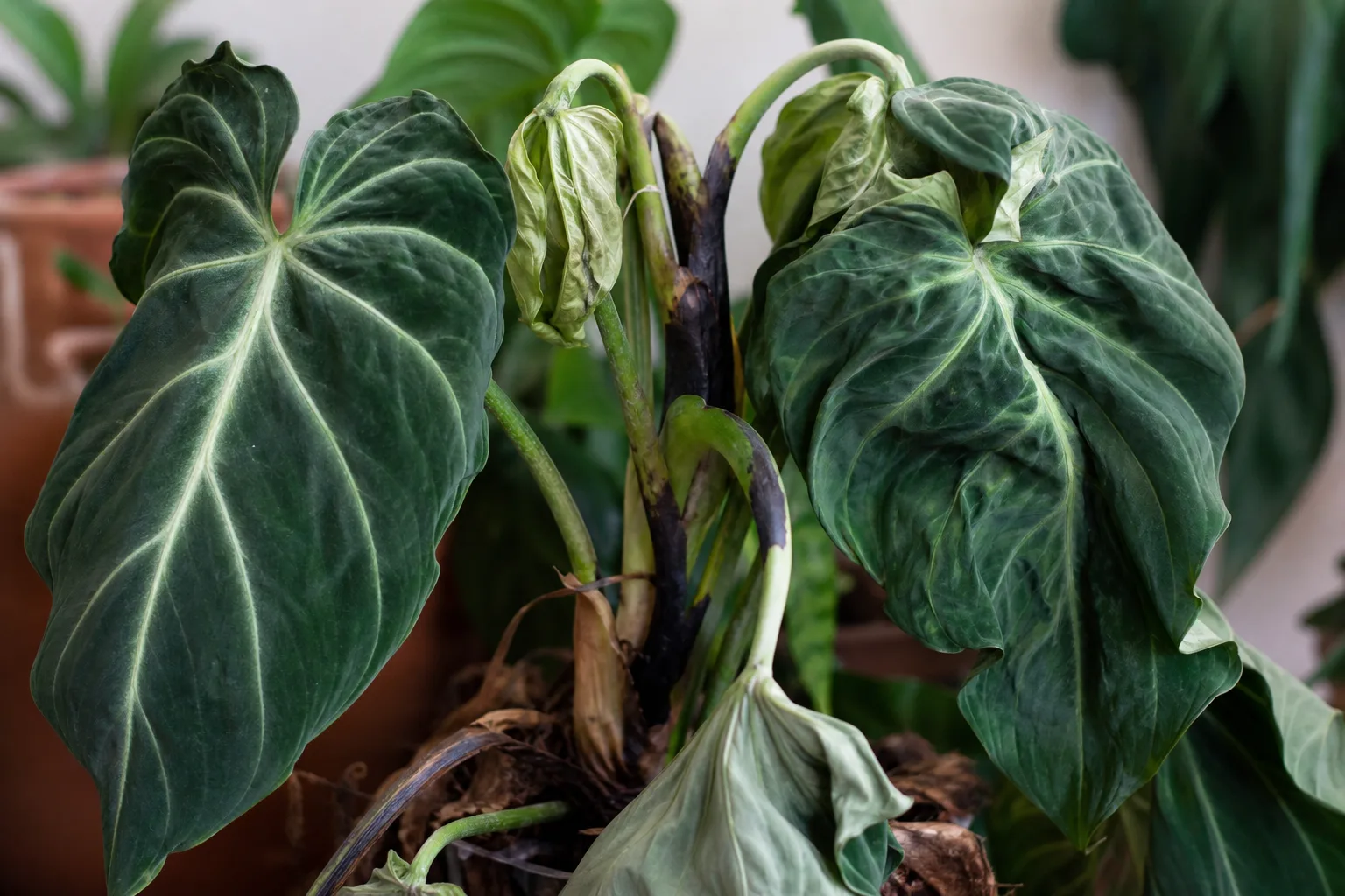 Bacterial Wilt on Philodendron Gloriosum - visible symptom on the plant