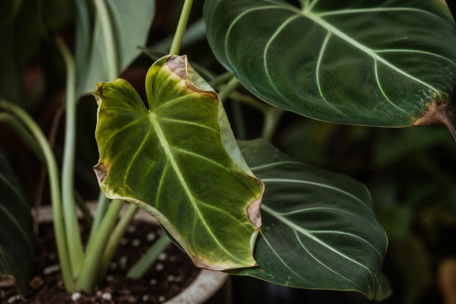 Calcium Deficiency on Philodendron Gloriosum - visible symptom on the plant