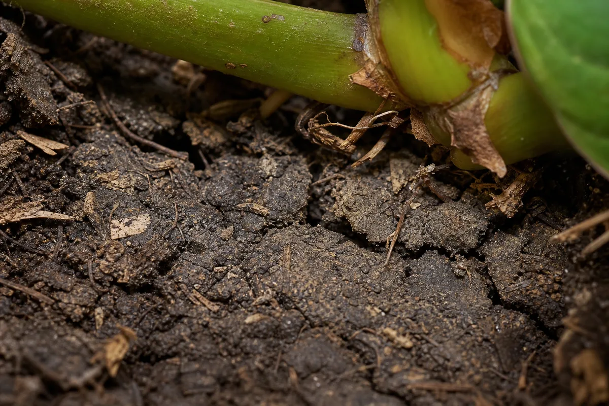 Close-up of Compacted Soil on Philodendron Gloriosum - diagnostic detail
