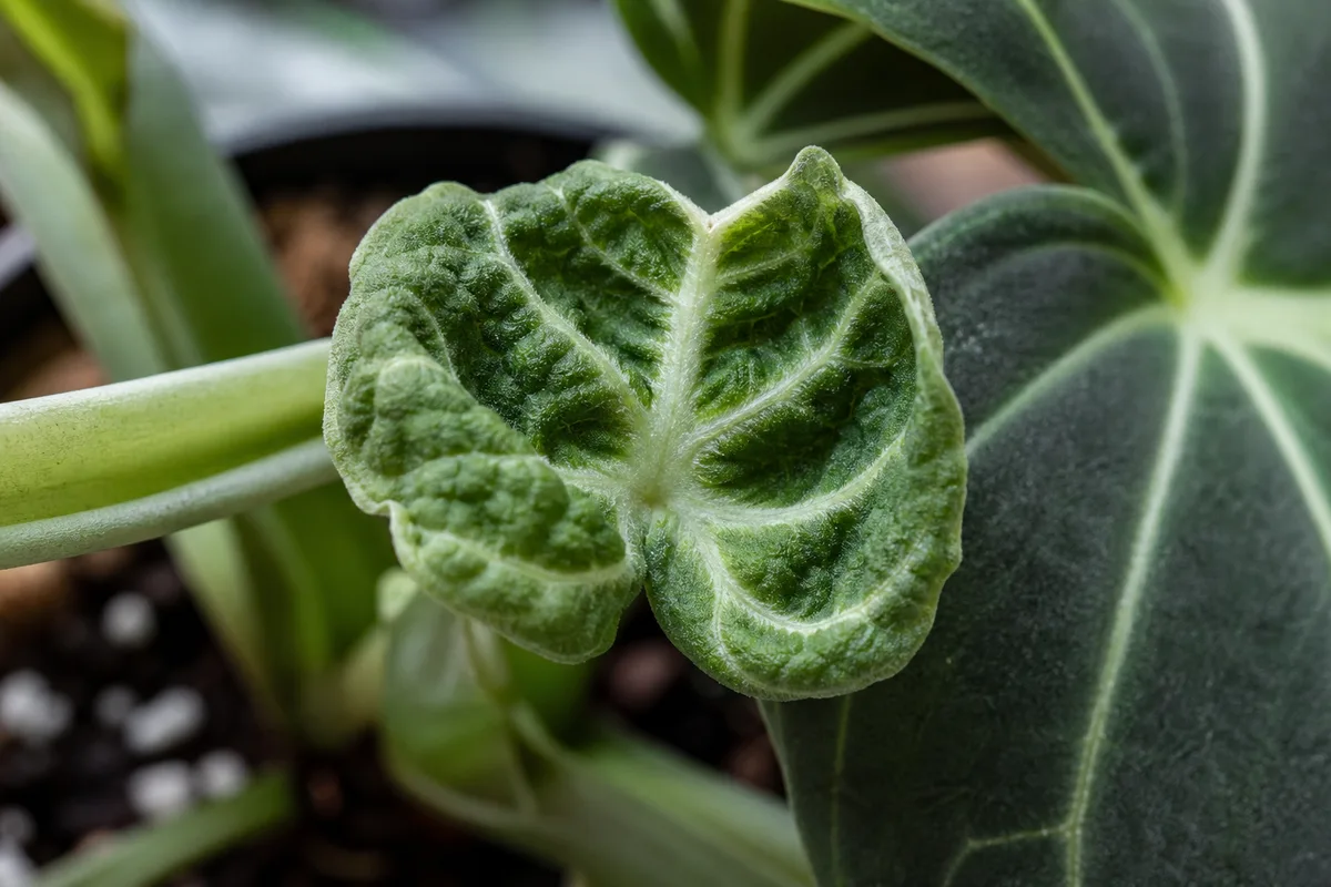 Close-up of Deformed New Growth on Philodendron Gloriosum - diagnostic detail
