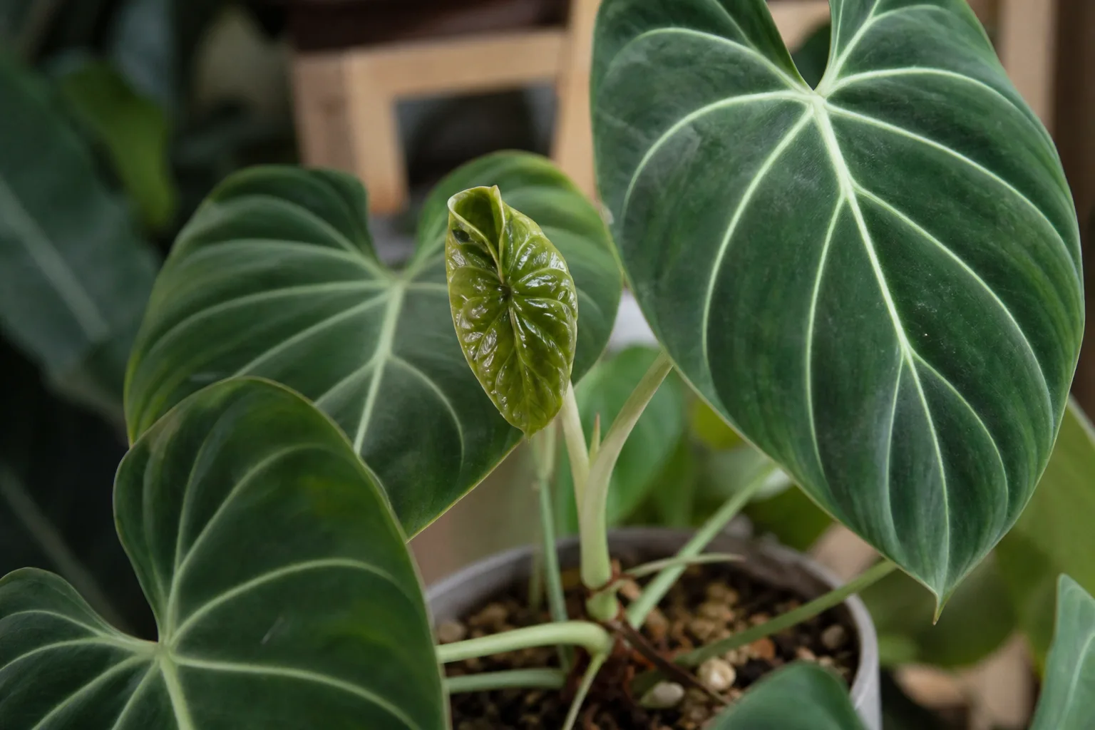 Deformed New Growth on Philodendron Gloriosum - visible symptom on the plant