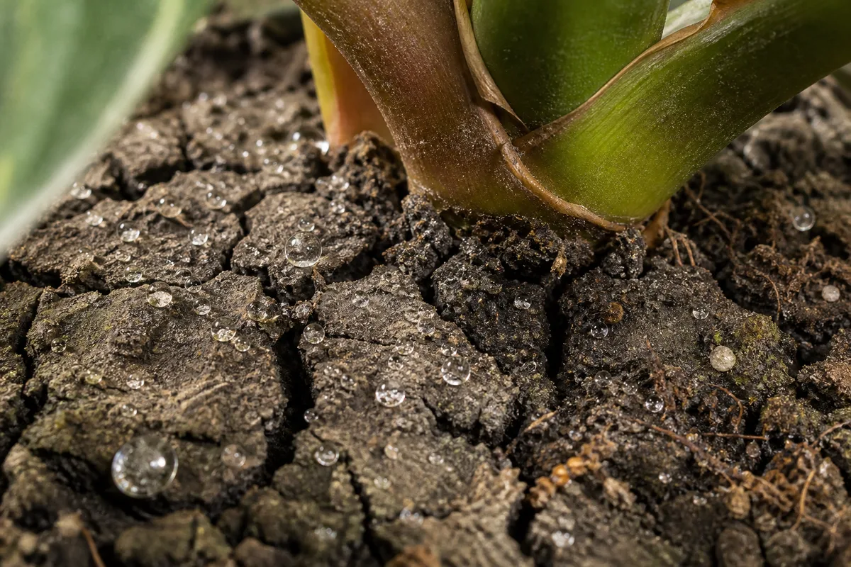 Close-up of Dry Hydrophobic Soil on Philodendron Gloriosum - diagnostic detail
