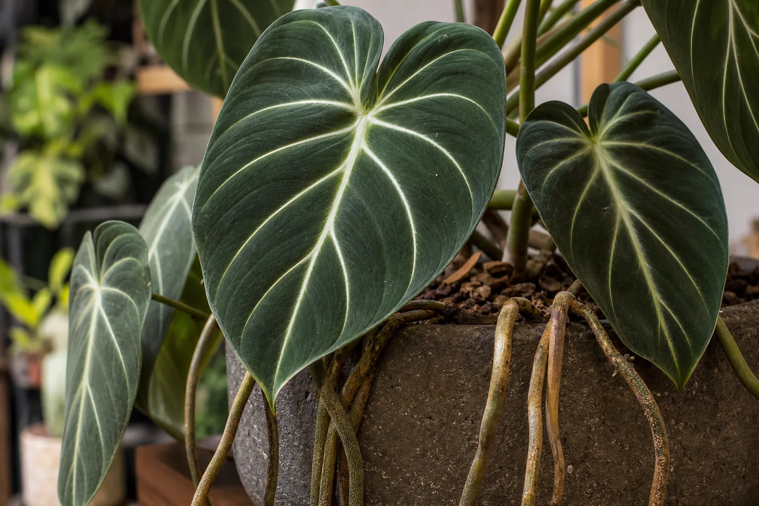 Exposed Roots on Philodendron Gloriosum - visible symptom on the plant