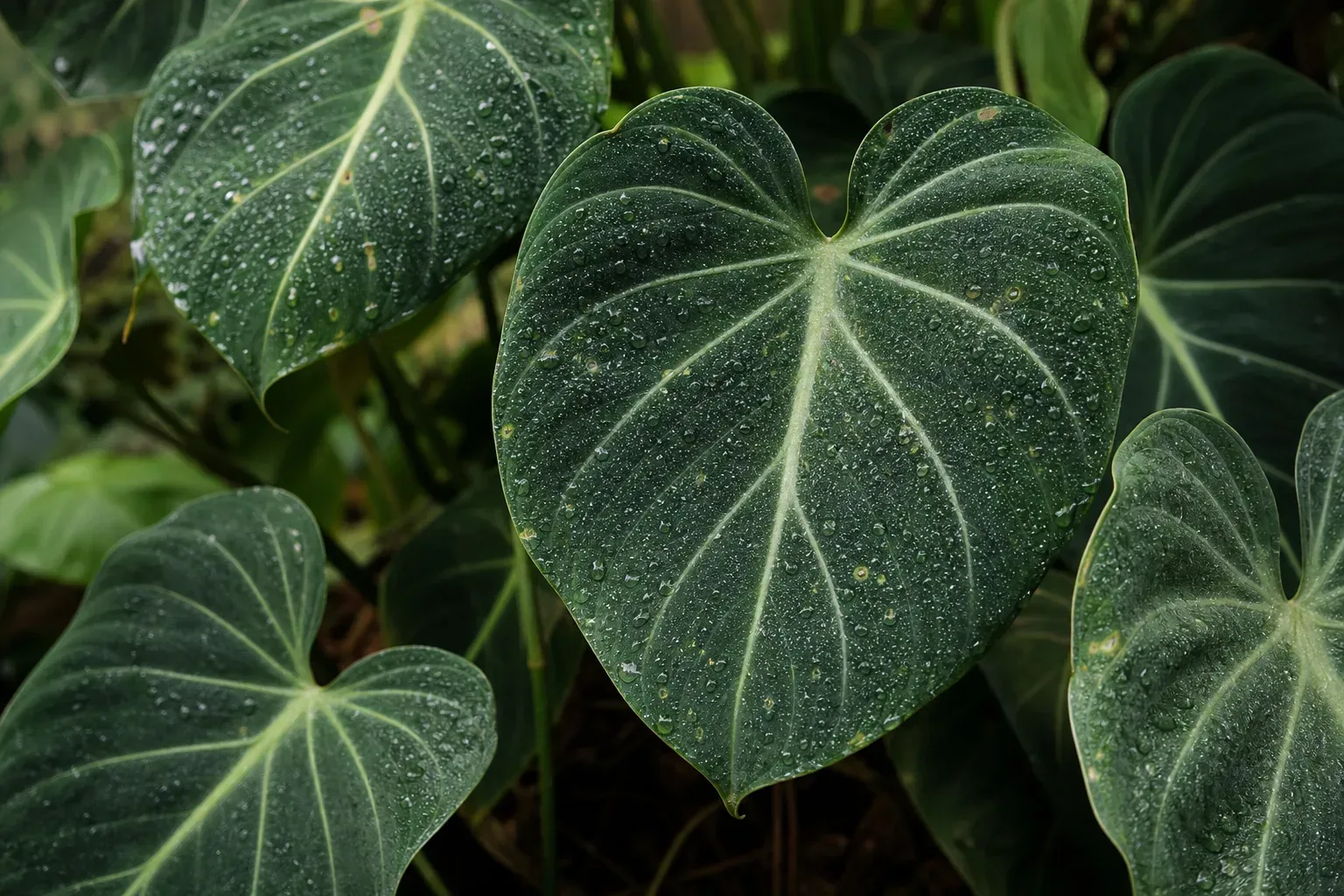 High Humidity on Philodendron Gloriosum - visible symptom on the plant