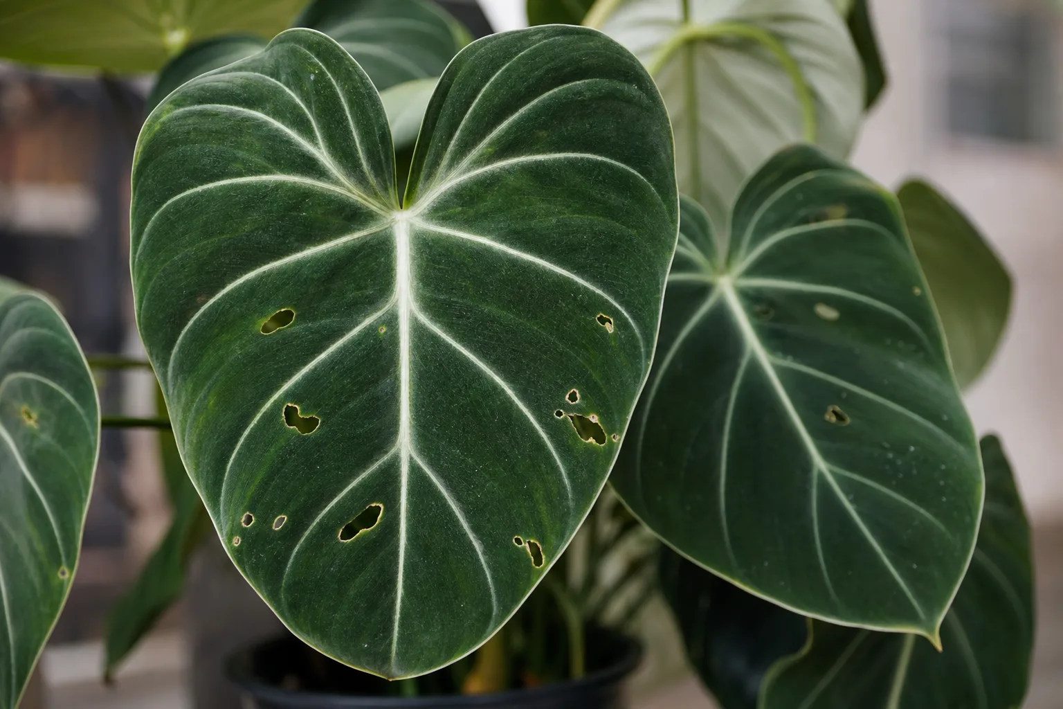 Holes in Leaves on Philodendron Gloriosum - visible symptom on the plant