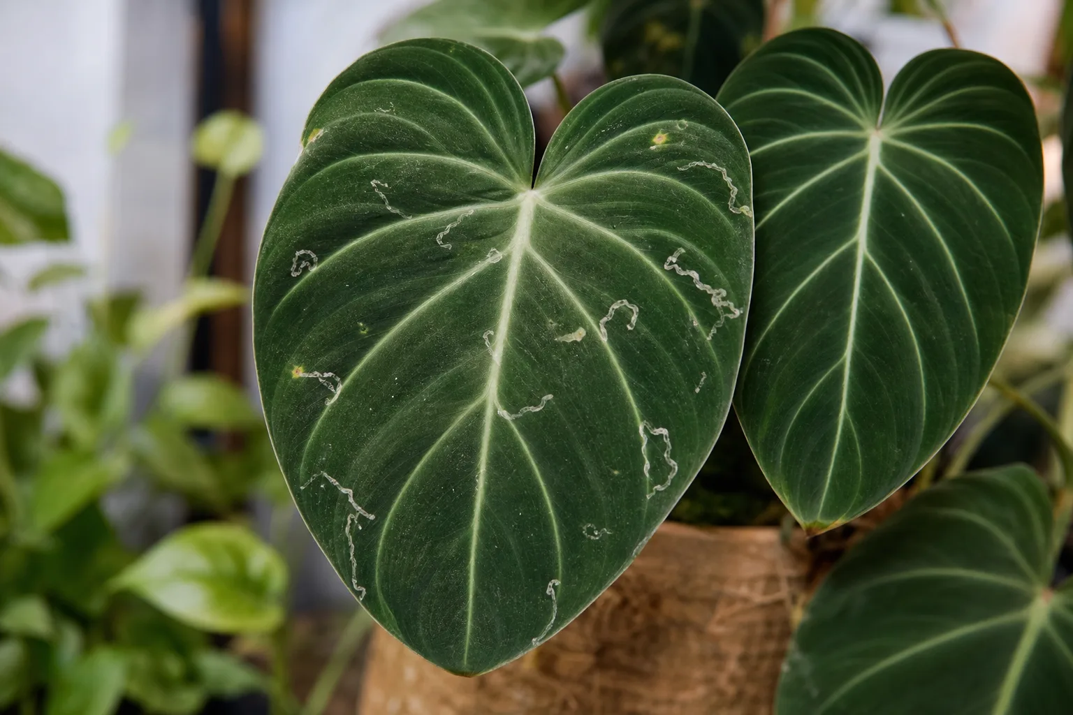 Leaf Miners on Philodendron Gloriosum - visible symptom on the plant