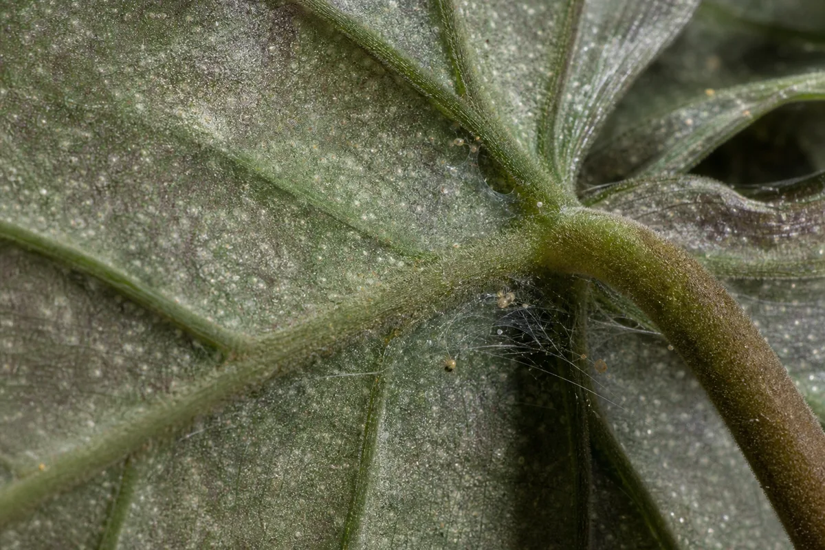 Fine webbing and stippling on a philodendron leaf are signs to inspect closely for spider mites.