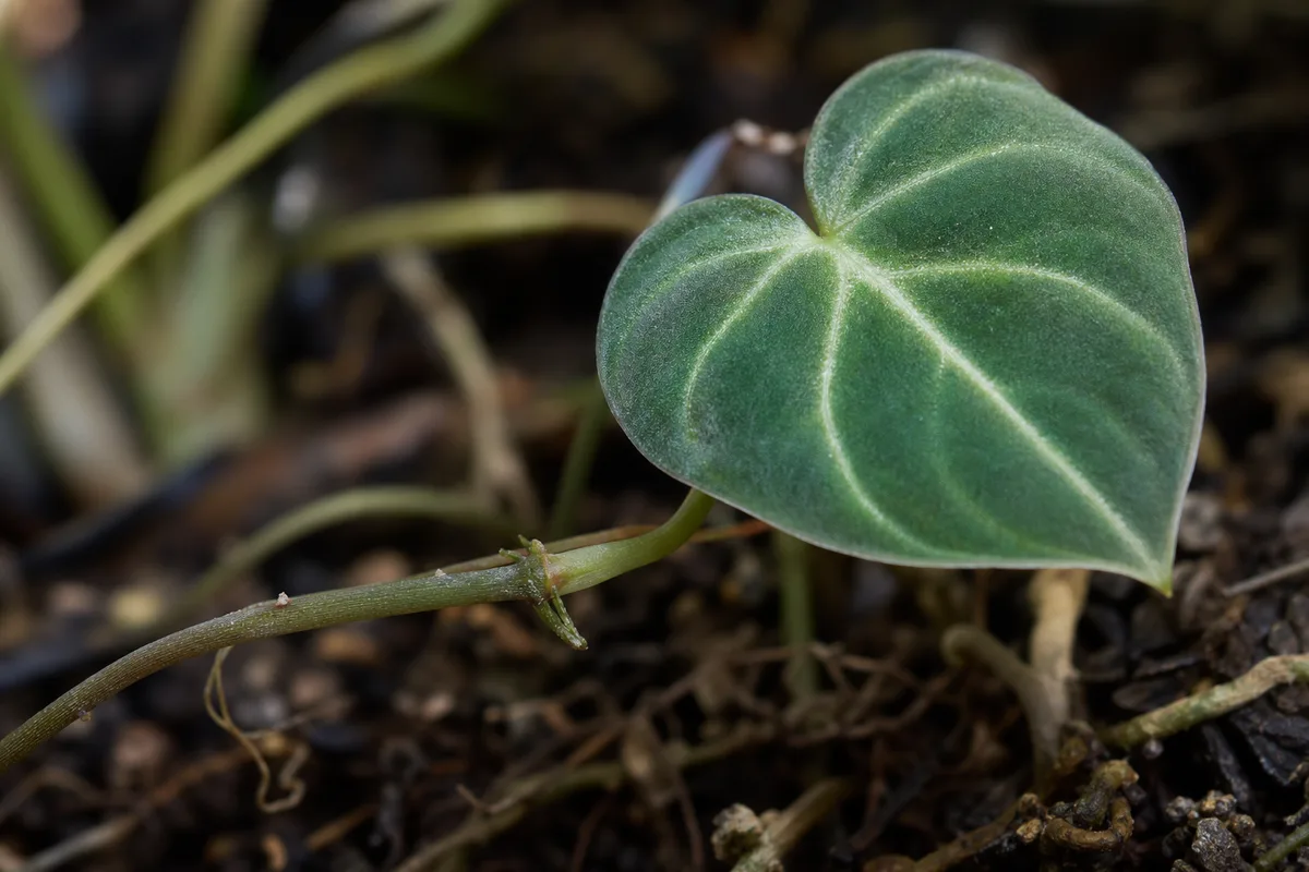 Close-up of Thin Stems on Philodendron Gloriosum - diagnostic detail