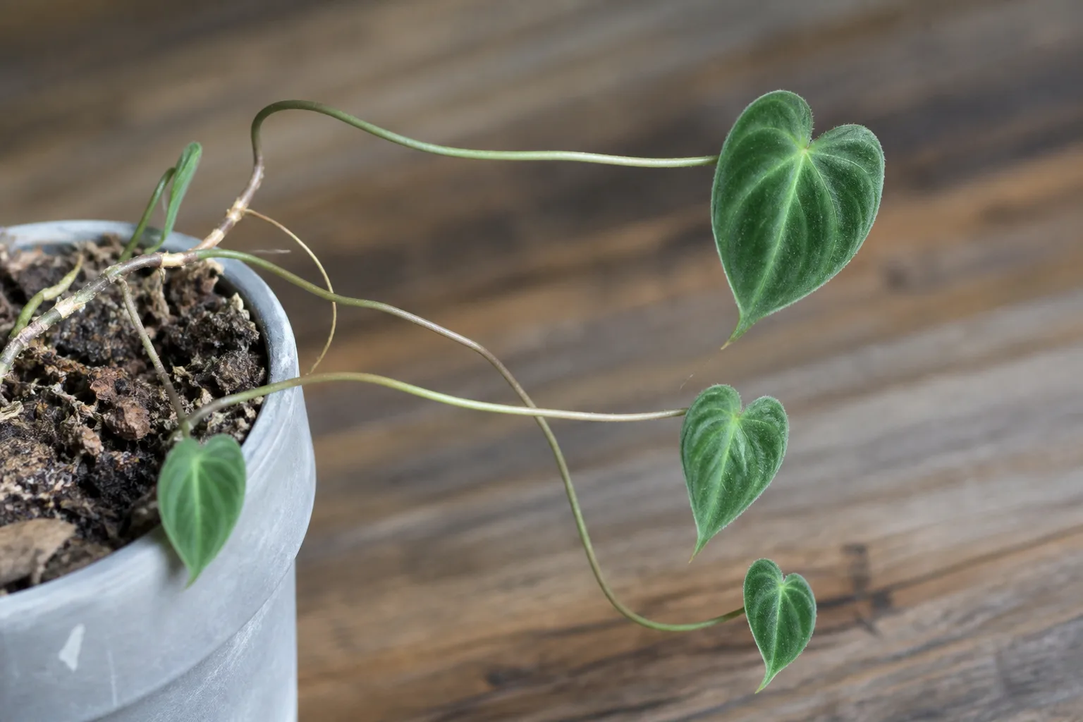 Thin Stems on Philodendron Gloriosum - visible symptom on the plant
