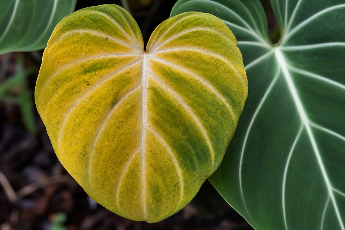 Close-up of Yellow Leaves on Philodendron Gloriosum - diagnostic detail